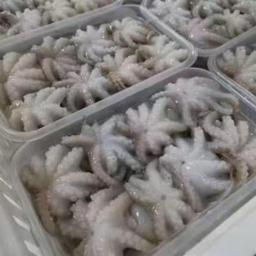 八爪鱼工厂直销