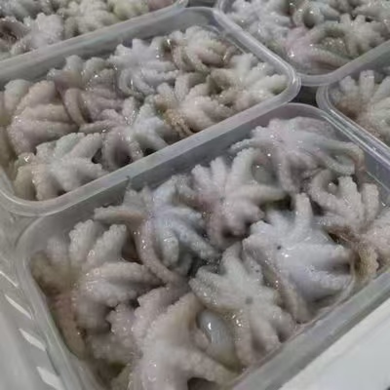 八爪鱼工厂直销