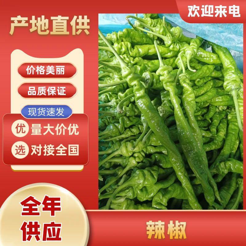 螺丝椒大量供应中对接市场档口商超量大从优欢迎来电咨询