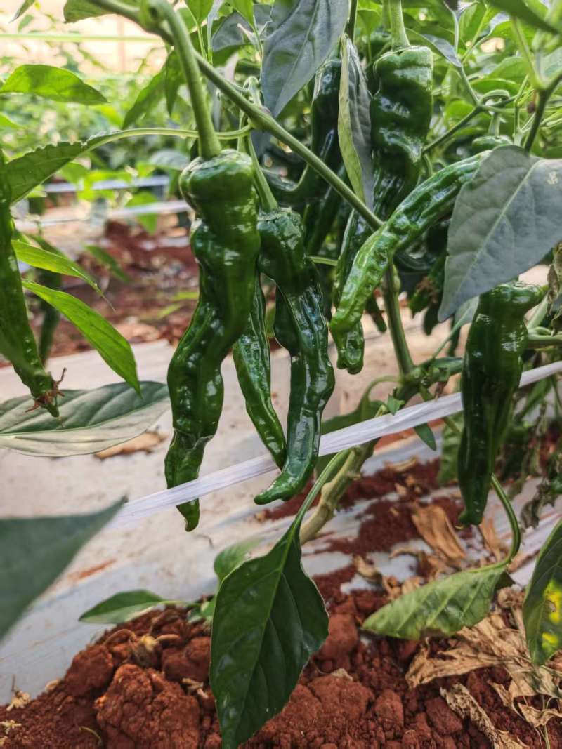 广东皱皮椒大量供应中对接市场档口商超量大从优欢迎来电咨询