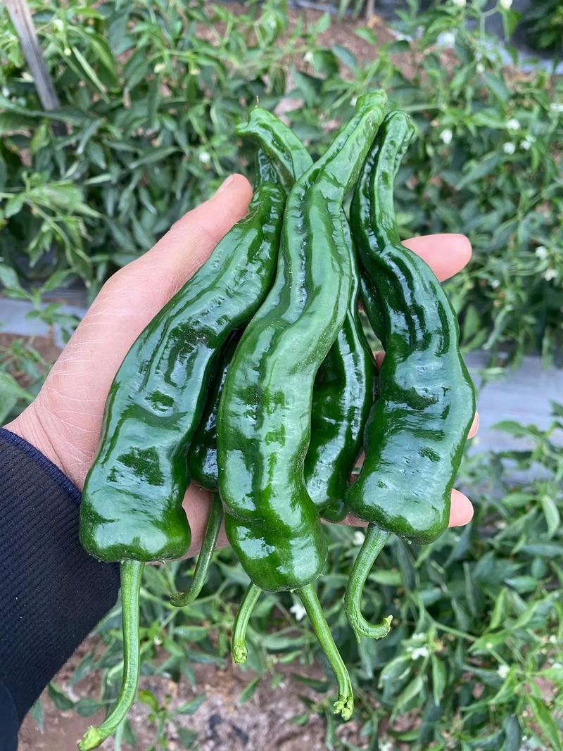 广东皱皮椒大量供应中对接市场档口商超量大从优欢迎来电咨询