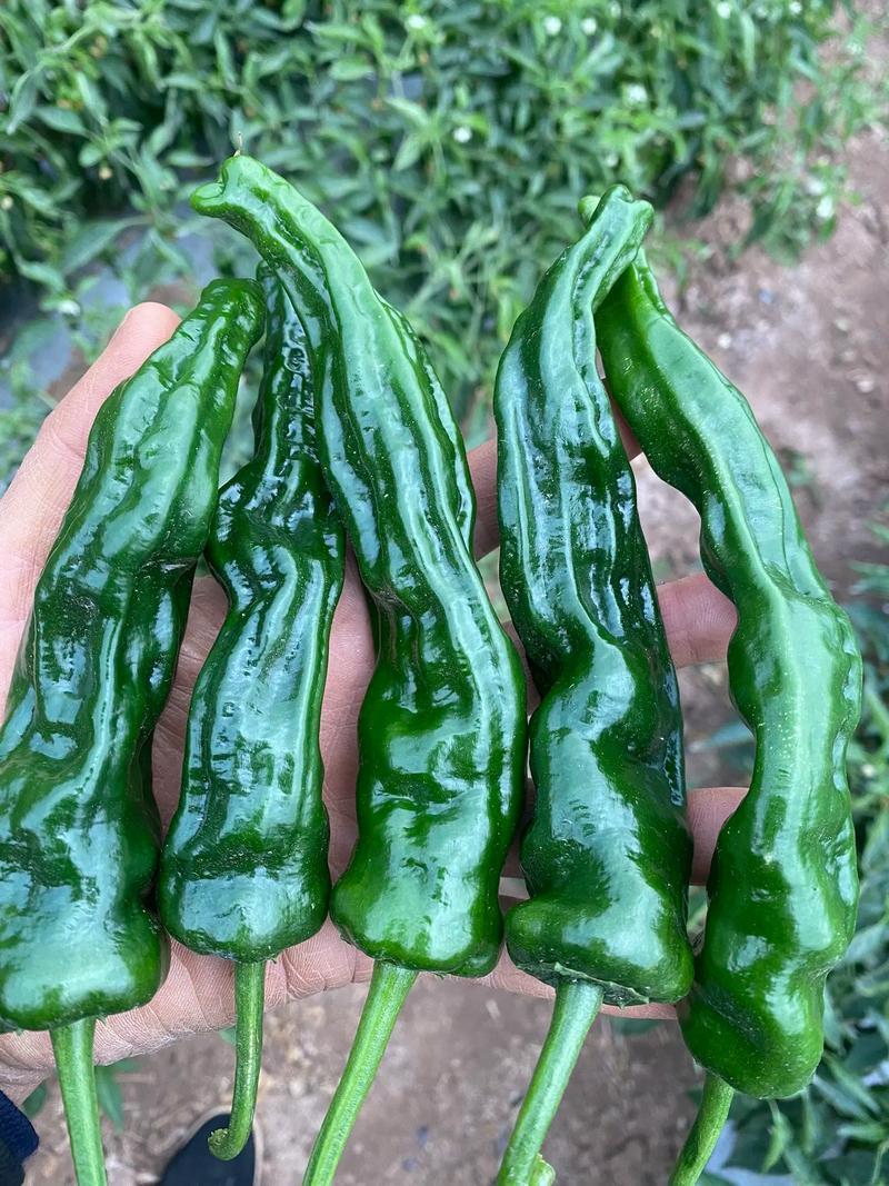 广东皱皮椒大量供应中对接市场档口商超量大从优欢迎来电咨询