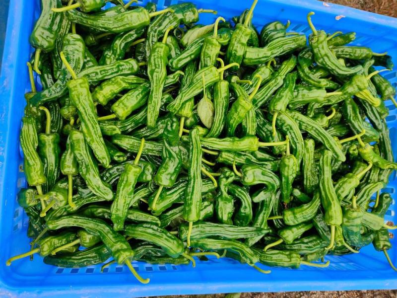 广东皱皮椒大量供应中对接市场档口商超量大从优欢迎来电咨询