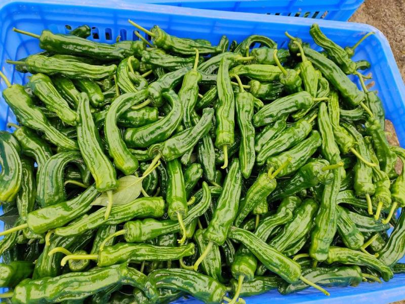 广东皱皮椒大量供应中对接市场档口商超量大从优欢迎来电咨询