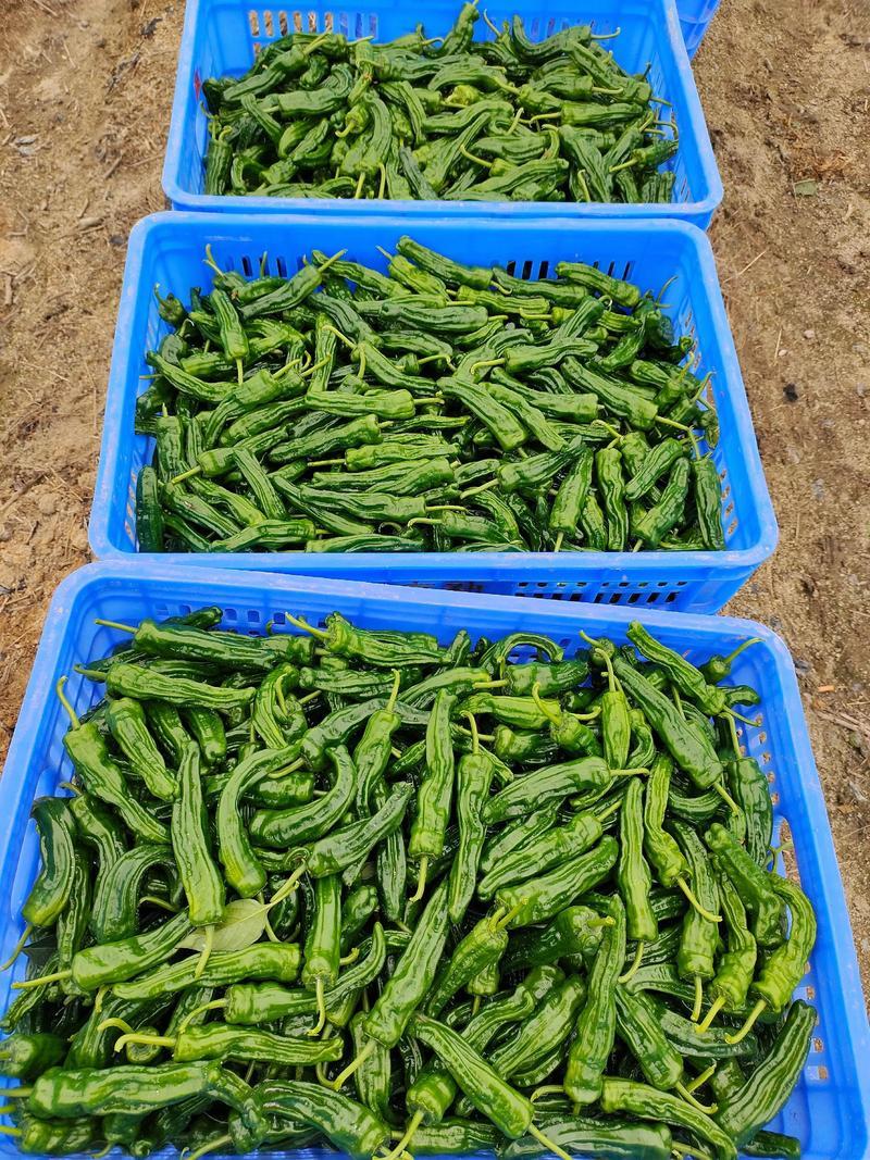 广东皱皮椒大量供应中对接市场档口商超量大从优欢迎来电咨询