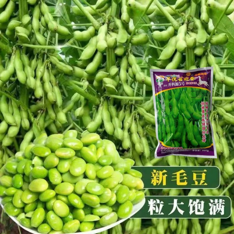 正宗早熟毛豆种子特早王50天毛豆种籽早熟高产毛豆种子