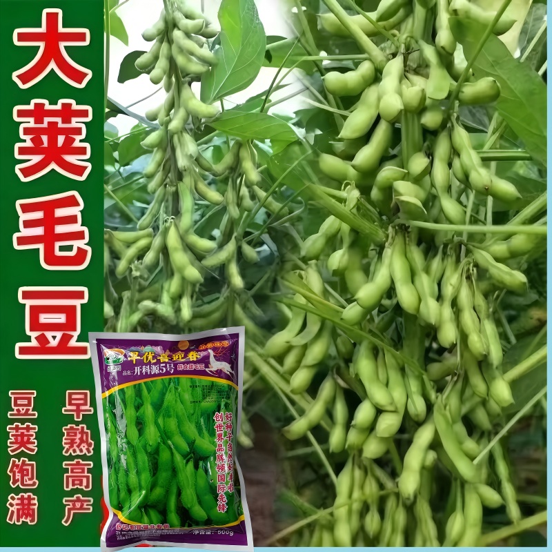 正宗早熟毛豆种子特早王50天毛豆种籽早熟高产毛豆种子