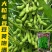 正宗早熟毛豆种子特早王50天毛豆种籽早熟高产毛豆种子