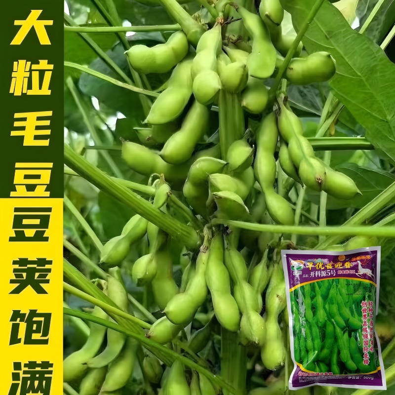正宗早熟毛豆种子特早王50天毛豆种籽早熟高产毛豆种子