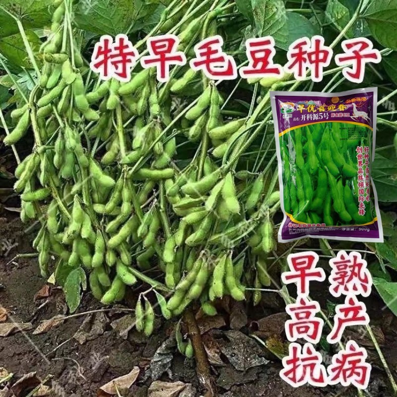 正宗早熟毛豆种子特早王50天毛豆种籽早熟高产毛豆种子