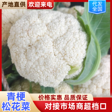 福建松花菜白面青梗松花菜基地一手货源可视频看货