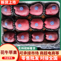 【热卖】甘肃花牛苹果规格齐全鲜果现摘，视频看货全国可发