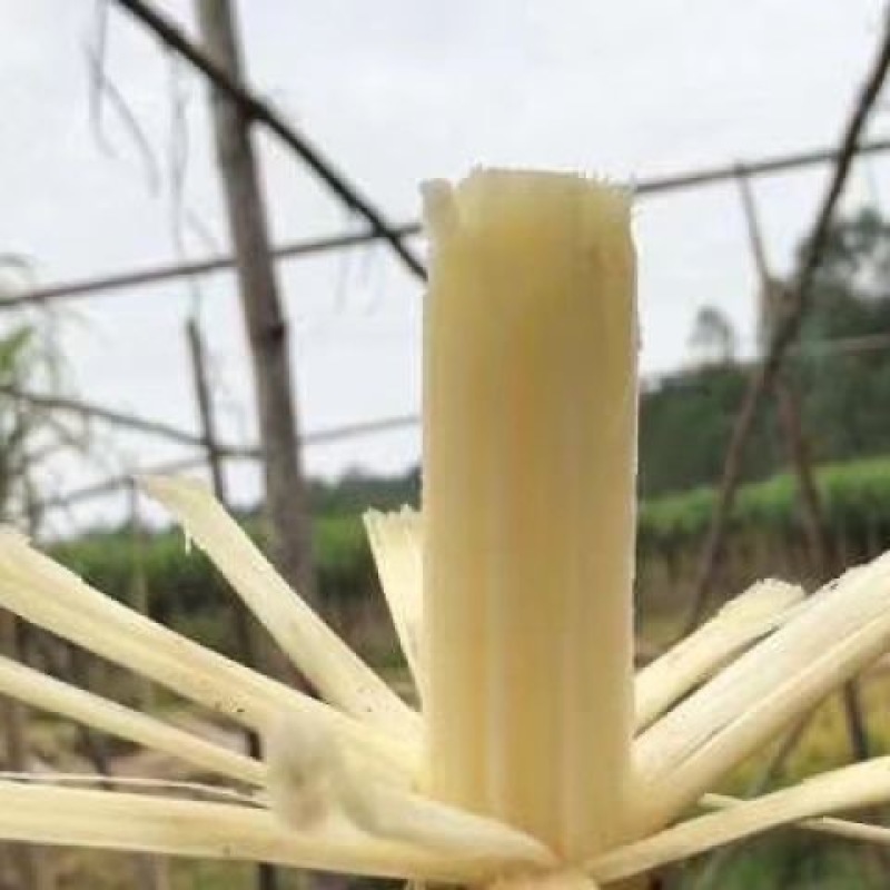 广西青皮甘蔗甘蔗囤货季薄利多销产地一手价脆甜多汁