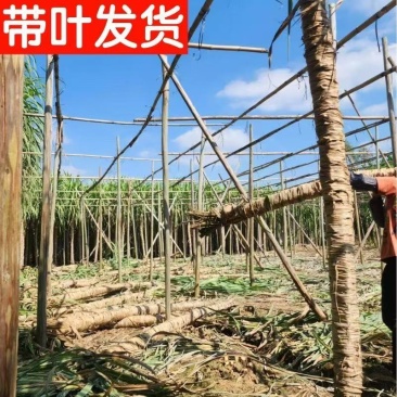 广西青皮甘蔗甘蔗囤货季薄利多销产地一手价脆甜多汁