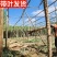 广西青皮甘蔗甘蔗囤货季薄利多销产地一手价脆甜多汁