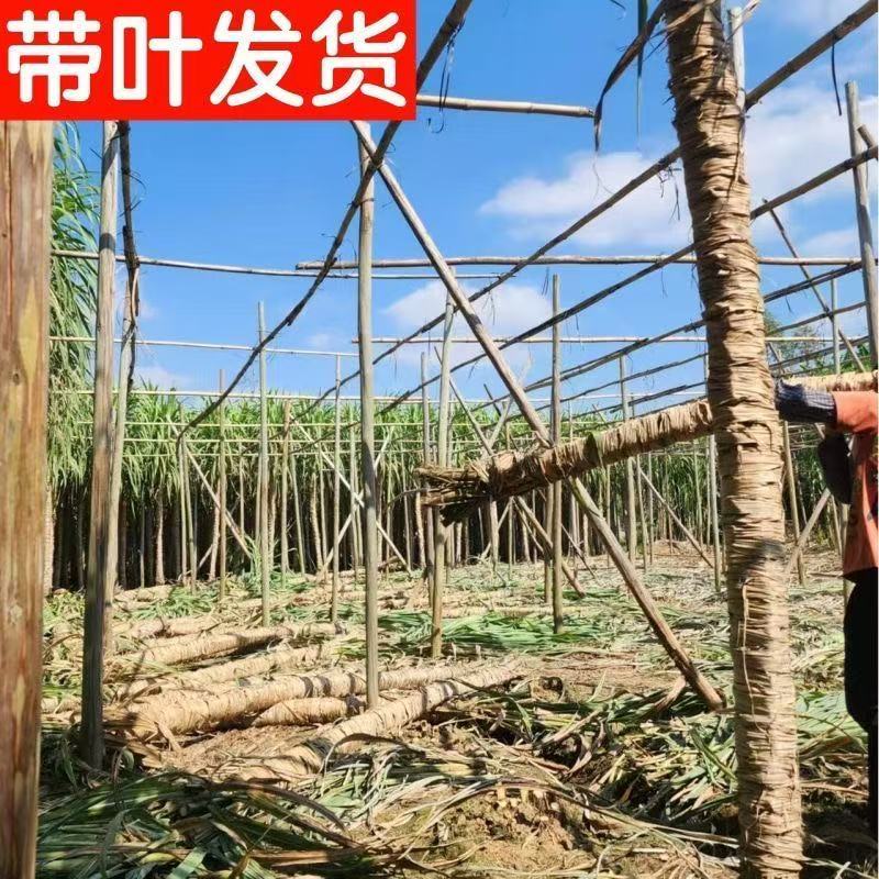 广西青皮甘蔗甘蔗囤货季薄利多销产地一手价脆甜多汁