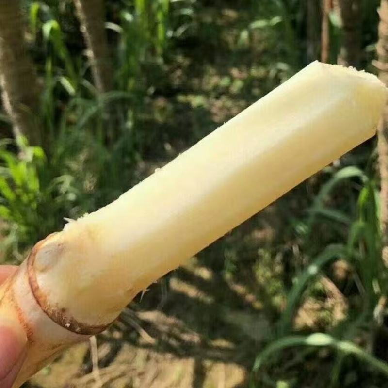 广西青皮甘蔗甘蔗囤货季薄利多销产地一手价脆甜多汁