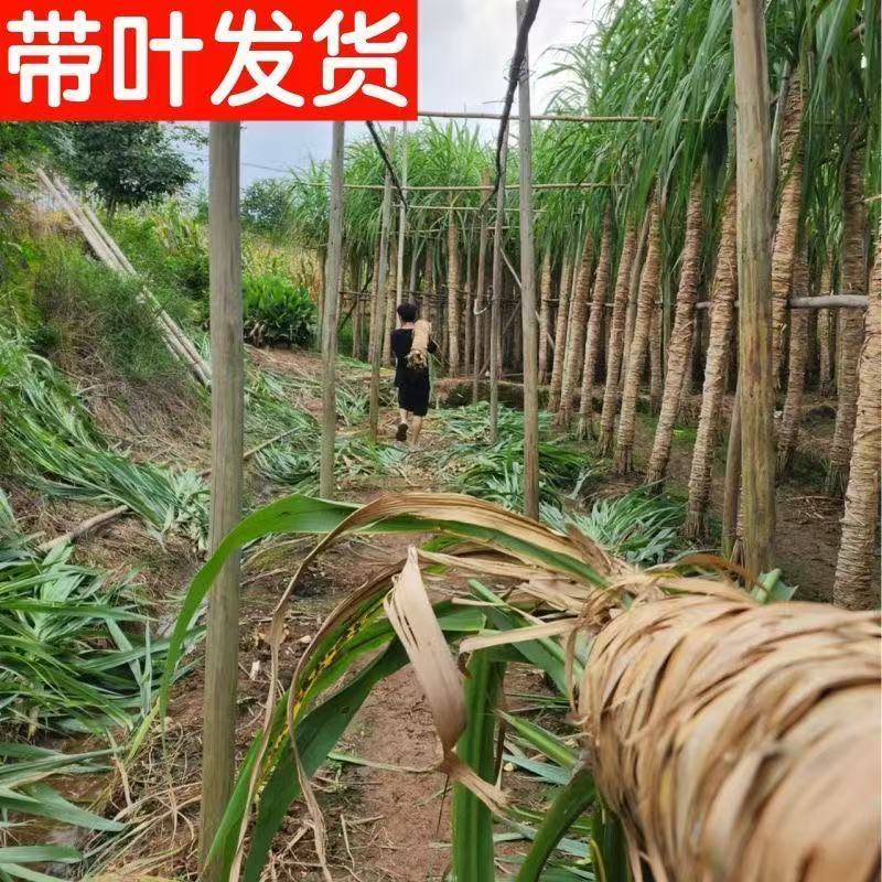 广西青皮甘蔗甘蔗囤货季薄利多销产地一手价脆甜多汁