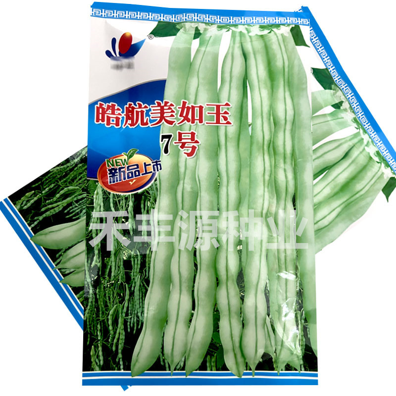 美如玉7号芸豆种子九粒白籽早熟高产架豆春秋基地种植