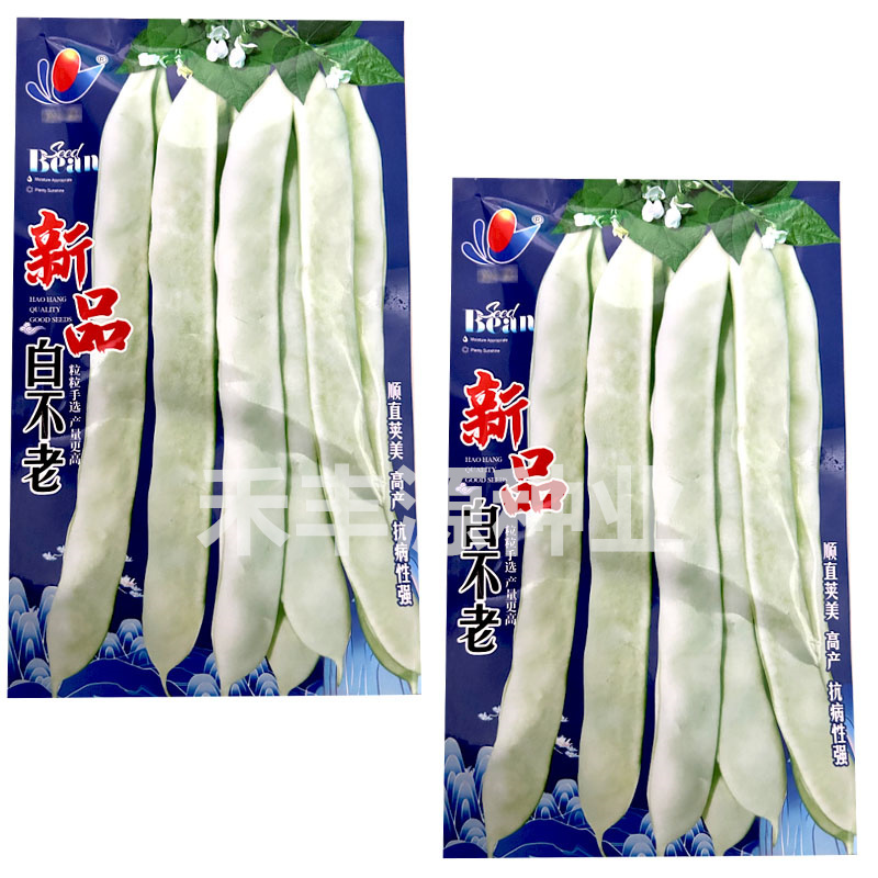 白不老芸豆种子宽扁豆无纤维不老化200g基地大田种