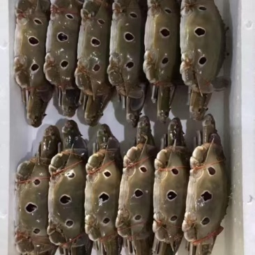 三点蟹（全规格）工厂直销