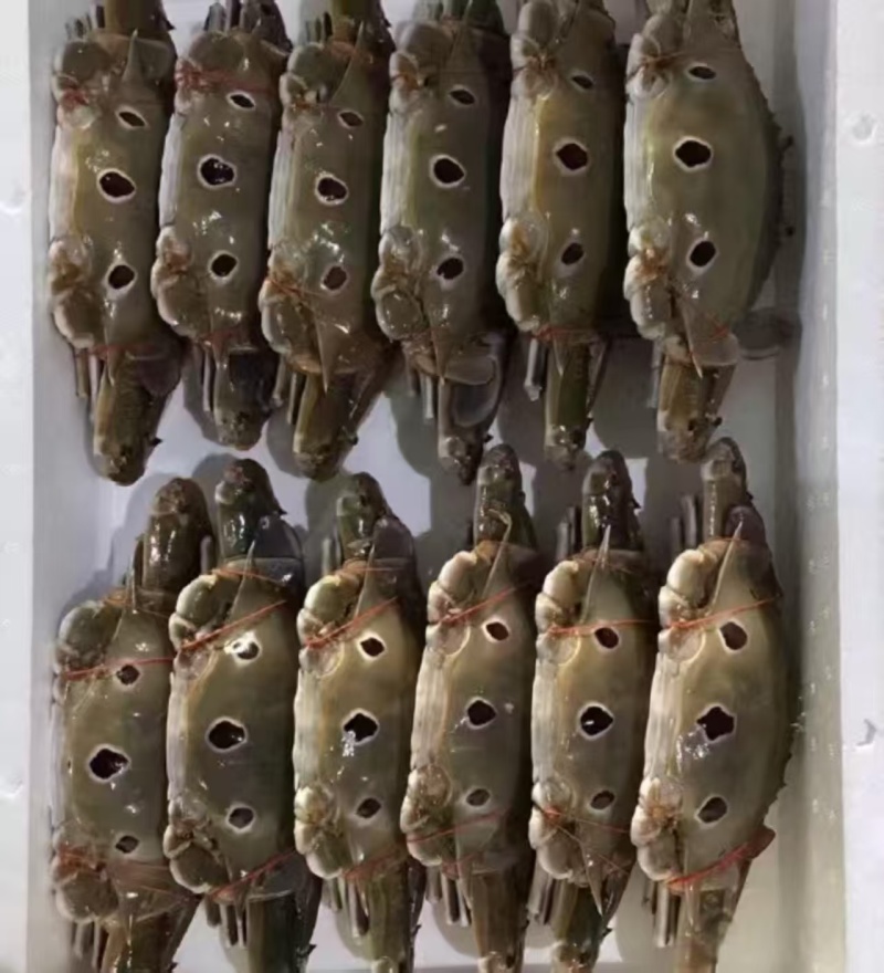三点蟹（全规格）工厂直销