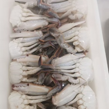 三点蟹切蟹厂家直销
