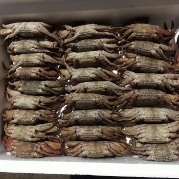 黑蟹（整只）60/100规格工厂直销