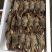 黑蟹（整只）60/100规格工厂直销