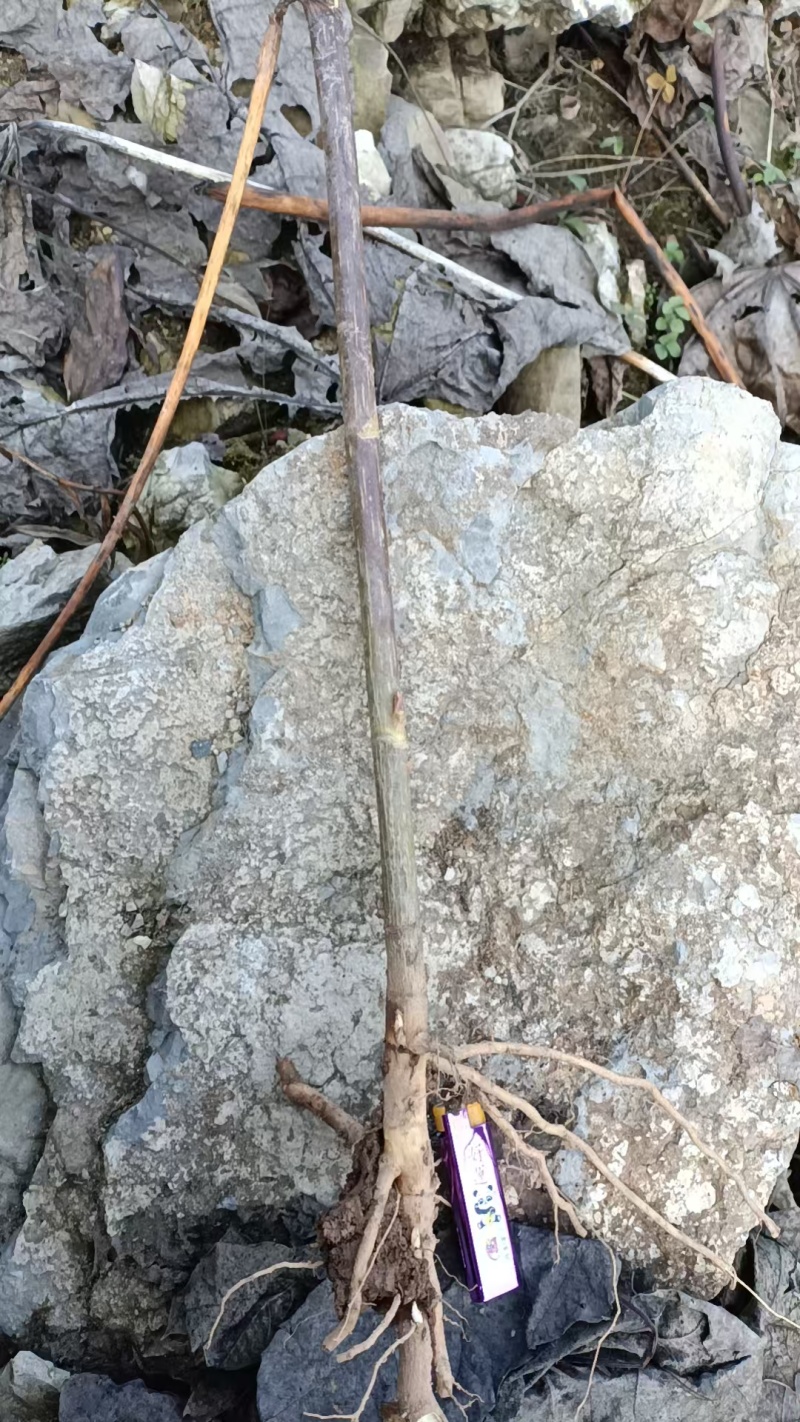 贵州毕节大通草老根苗/通草苗/量大价优/现采现发