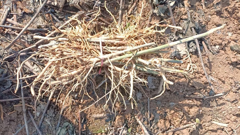 贵州毕节大通草老根苗/通草苗/量大价优/现采现发