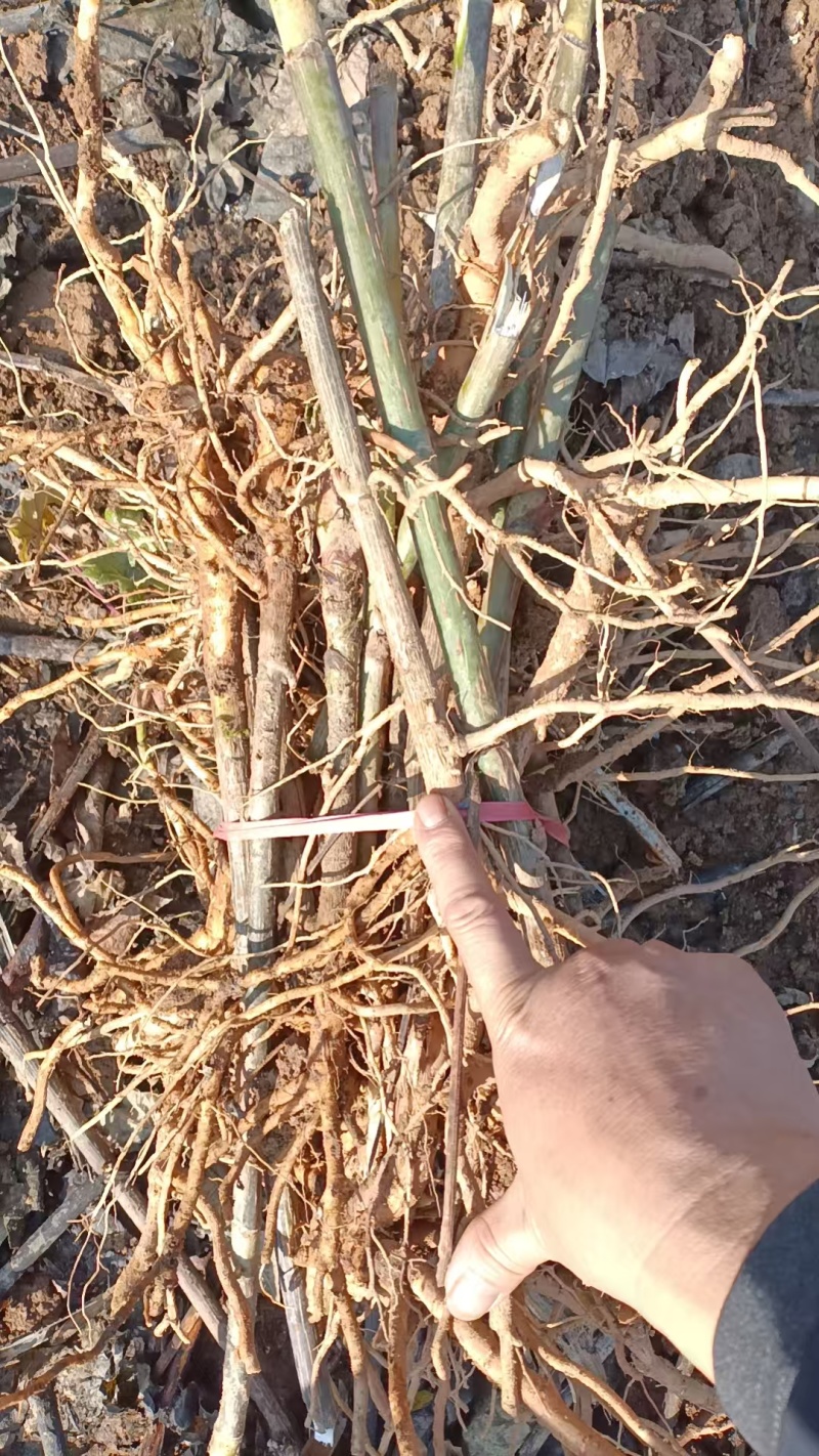 贵州毕节大通草老根苗/通草苗/量大价优/现采现发