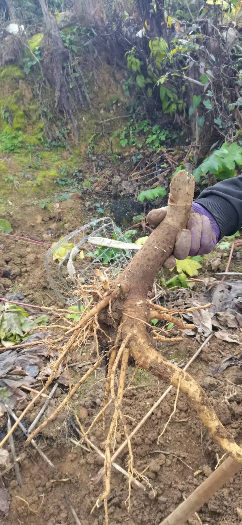 贵州毕节大通草老根苗/通草苗/量大价优/现采现发