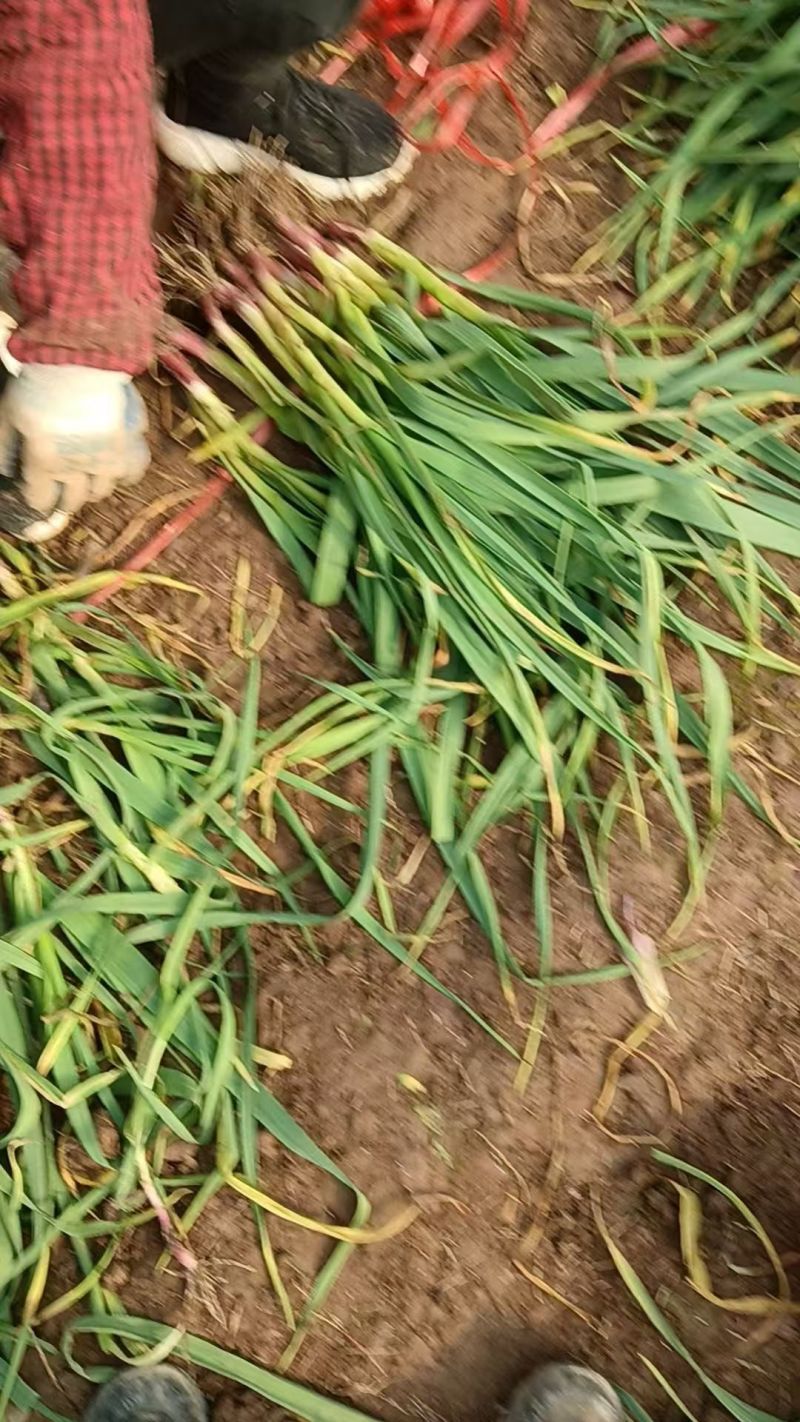 精品蒜苗大量供应产地直发价格优惠支持视频看货欢迎来店