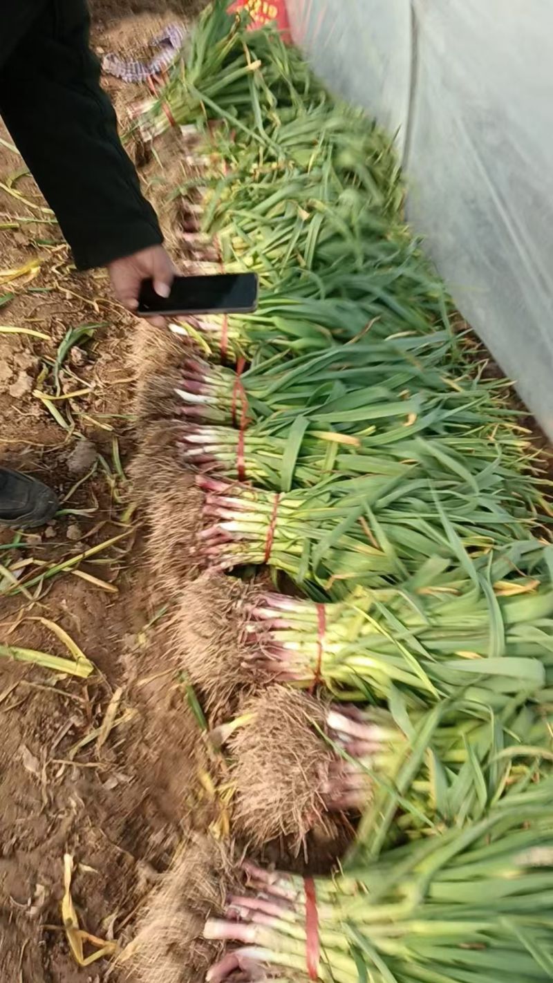 精品蒜苗大量供应产地直发价格优惠支持视频看货欢迎来店