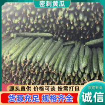 广东湛江精品密刺黄瓜，干花带刺，专人挑选，专业打包