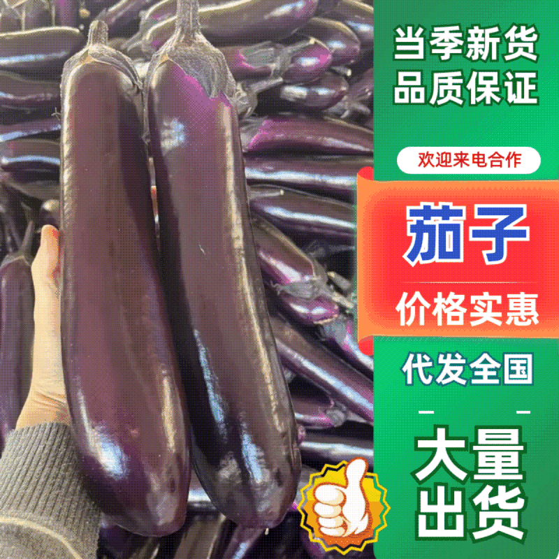 【精品】广东紫长茄，新鲜货源，对接各大电商商超，欢迎咨询