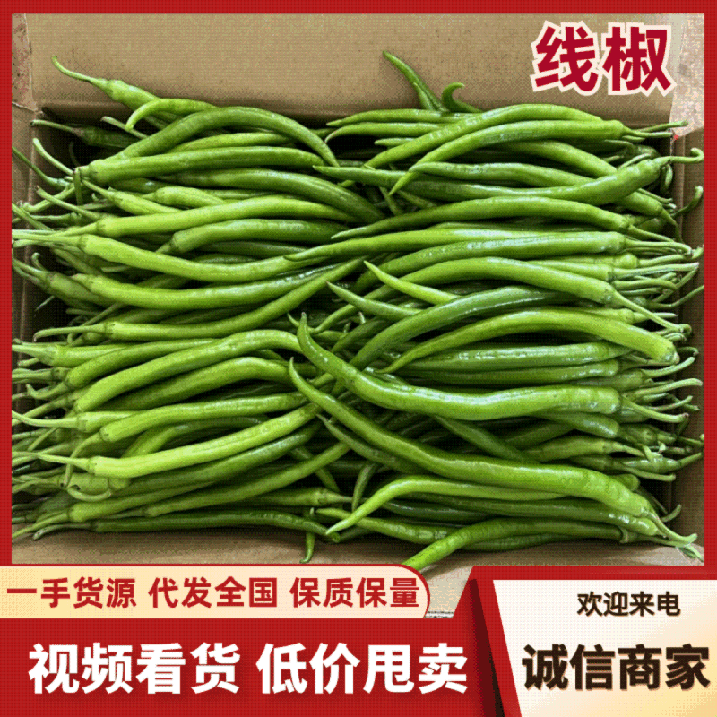 广东湛江鲜辣椒，线椒，一手货源，产地直发，欢迎咨询