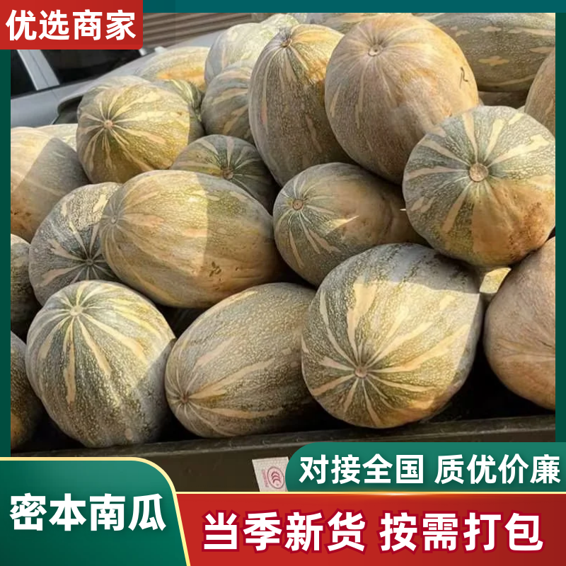 广东密本南瓜，老南瓜，产地直发，一手货源，大量有货