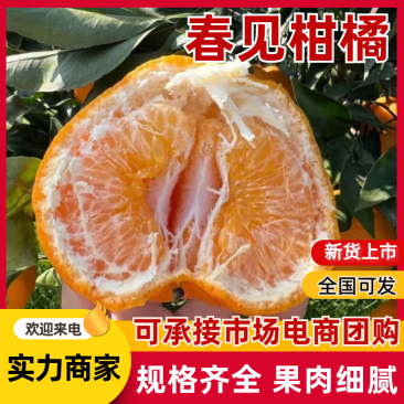 【春见柑桔】四川耙耙柑纯甜电商果市场果外贸订单等