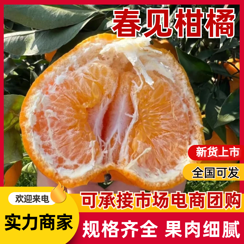【春见柑桔】四川耙耙柑纯甜电商果市场果外贸订单等