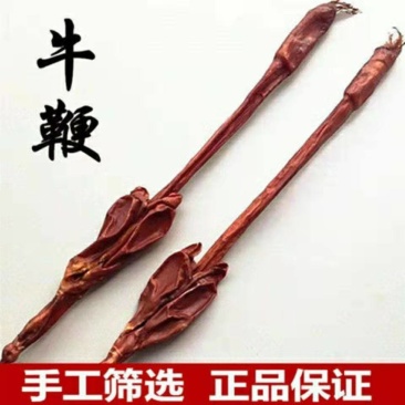 牛鞭中药材一条带睾蛋男性滋补泡酒煲汤原料