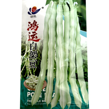 鸿运白架豆种子白花白芸豆中早熟结荚多荚嫩无筋