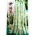 鸿运白架豆种子白花白芸豆中早熟结荚多荚嫩无筋