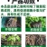 吲丁萘乙酸植物生长调节剂生根壮苗提高成活率扦插移栽生根剂