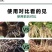 吲丁萘乙酸植物生长调节剂生根壮苗提高成活率扦插移栽生根剂