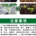 吲丁萘乙酸植物生长调节剂生根壮苗提高成活率扦插移栽生根剂