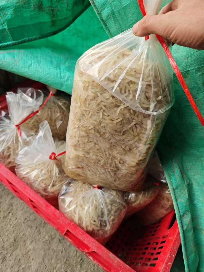 山东芥菜丝厂家直发全国发货一手货源保质保量