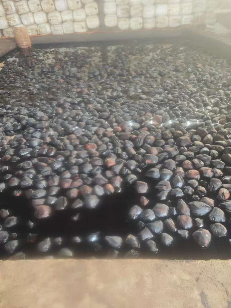 芥菜头黑疙瘩接受订货大量供应保质保量厂家发货