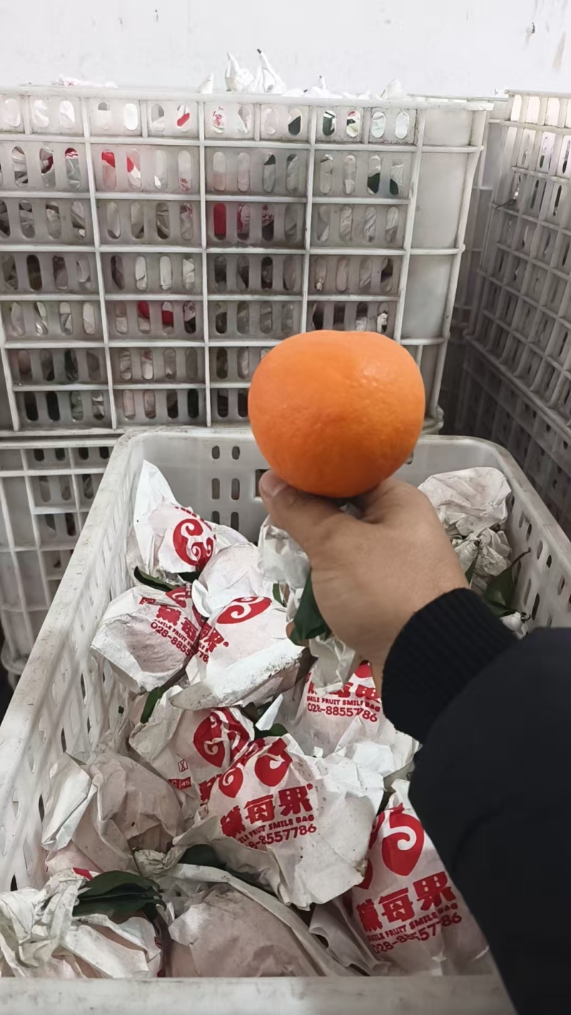 爱媛橙商品果靓货四川眉山橙子爱媛橙果冻橙大量现货价格实惠
